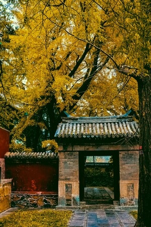 银杏黄了-香山-风景-秋天-银杏 图片素材