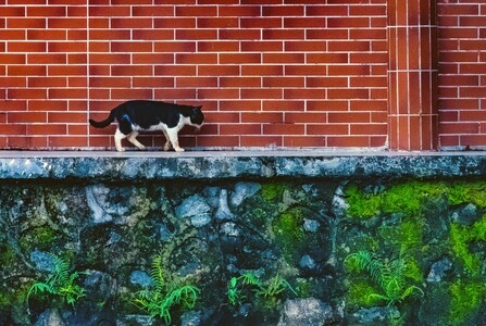 猫-猫咪-喵星人-春天里-生态 图片素材