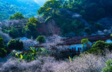风景-梅花-坪上-揭西-揭阳 图片素材