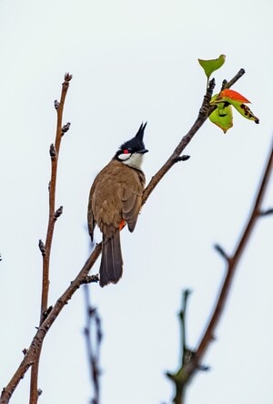 红耳鹎-鸟-鸟类-春天-生态 图片素材