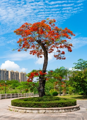 凤凰花-红花-花卉-金风花-植物 图片素材