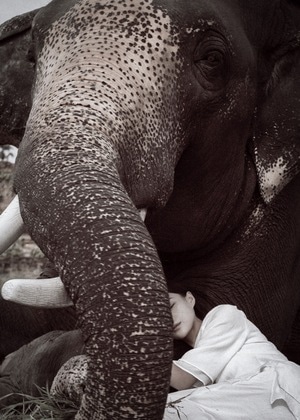 我的2019-大象-印度大象-塔斯克象-大象 图片素材