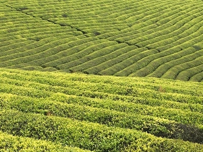 宁波市-东钱湖-福泉山-茶场-茶场 图片素材