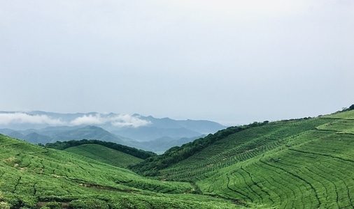 宁波市-福泉山-东钱湖-茶场-绿色 图片素材