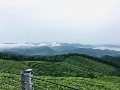 宁波市-福泉山-东钱湖-茶场-绿色 图片素材