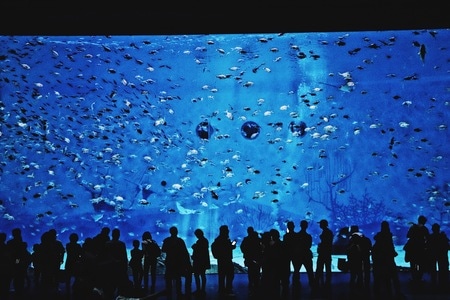 蓝-我的2019-水族馆-上海-水族馆 图片素材