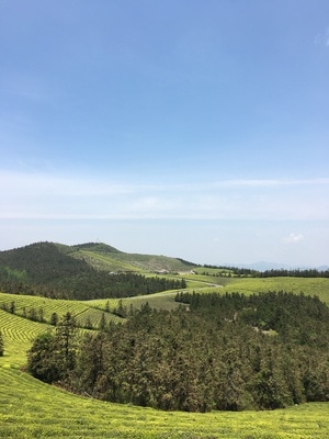 宁波市-东钱湖-福泉山-茶场-茶场 图片素材