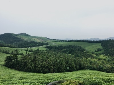 宁波市-福泉山-东钱湖-茶场-绿色 图片素材