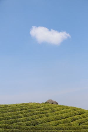 宁波市-东钱湖-福泉山-茶场-风景 图片素材