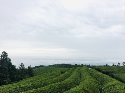 宁波市-福泉山-东钱湖-茶场-绿色 图片素材