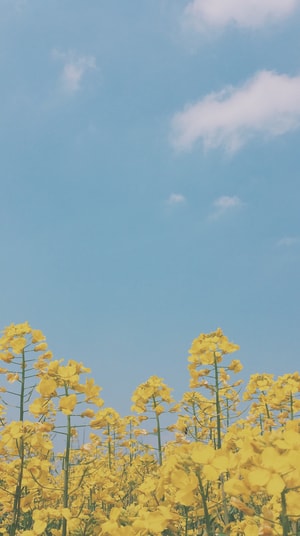 油菜花-手机壁纸-春天-vsco-油菜花 图片素材