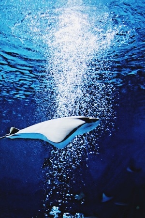 蓝-我的2019-水族馆-上海-蝠鲼 图片素材