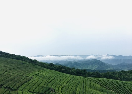 宁波市-福泉山-东钱湖-茶场-绿色 图片素材