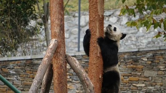 生活-动物-熊猫-熊猫-动物 图片素材