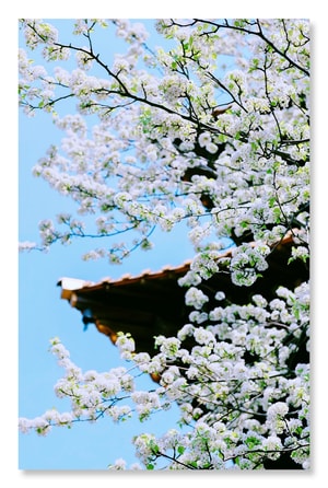 梨花-广富林-梨花-花-花朵 图片素材