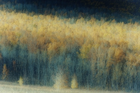 秋色-白桦林-朦胧-艺术-树林 图片素材