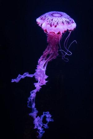 海洋生物-水母-特写-水族馆-精灵 图片素材