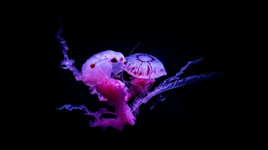 水母-精灵-海洋生物-无脊椎动物-水族馆 图片素材