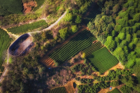 杭州市-园林-航拍-俯视-茶园 图片素材
