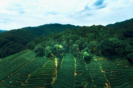尘世烟火-绿色-园林-航拍-旅游 图片素材