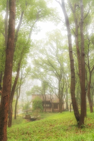 森林-小屋-迷雾-朦胧-树林 图片素材