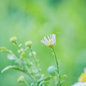 本来就是自然-花花草草-自然-花-花朵 图片素材