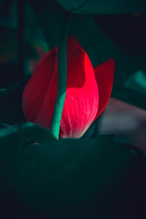 荷花-创意摄影人-美图-本来就是自然-艺术 图片素材
