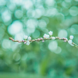 本来就是自然-花花草草-自然-花-花卉 图片素材