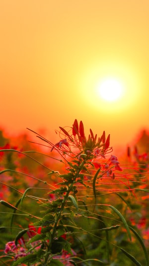 本来就是自然摄影-花草-风景-美图-夕阳 图片素材