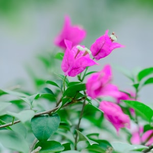 花花草草-花-自然-风景-摄影 图片素材