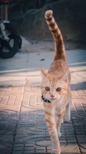 摄影-本来就是自然摄影-美图-动物-猫 图片素材
