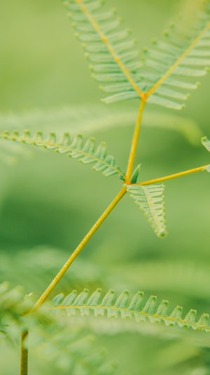 花花草草-自然-本来就是自然摄影-摄影-美图 图片素材
