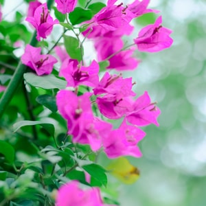 花花草草-花-自然-风景-摄影 图片素材