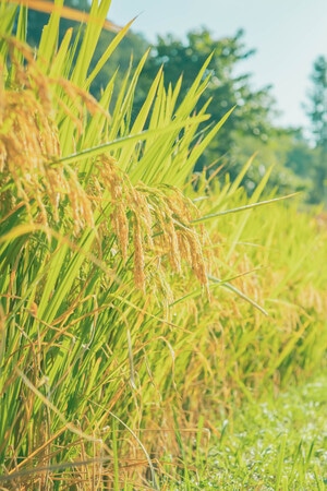 本来就是自然-水稻-水稻-植物-农作物 图片素材