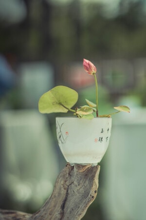 小荷花-荷花-静物-清新-文艺 图片素材