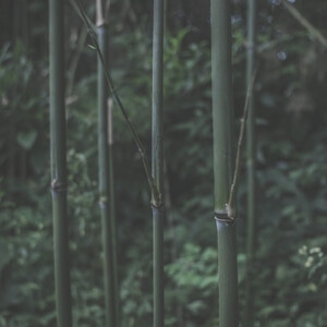 本来就是自然-风景-绿色-竹子-植物 图片素材