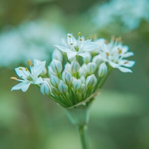 本来就是自然-花花草草-自然-花-花朵 图片素材