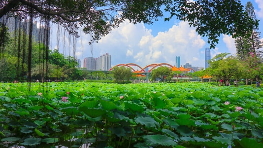 本来就是自然摄影-美图-风景-壁纸-荷花 图片素材