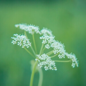 本来就是自然-花花草草-自然-花-花卉 图片素材