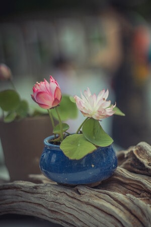 小荷花-荷花-静物-清新-文艺 图片素材