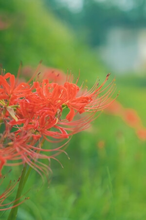 本来就是自然-风景-彼岸花-花-植物 图片素材