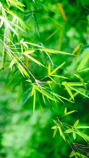 美图-自然-本来就是自然摄影-摄影-壁纸 图片素材