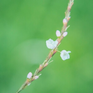本来就是自然-花花草草-自然-花-花卉 图片素材