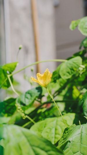 美图-摄影-本来就是自然摄影-自然-花花草草 图片素材