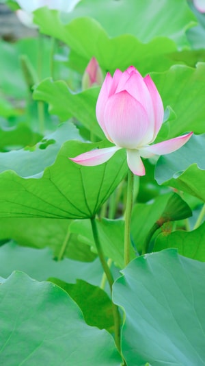 壁纸-花-色彩-美图-摄影 图片素材