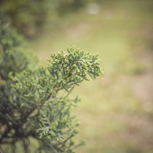 风景-本来就是自然摄影-摄影-花-花花草草 图片素材