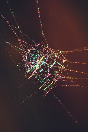 本来就是自然-自然-网-蜘蛛网-自然 图片素材