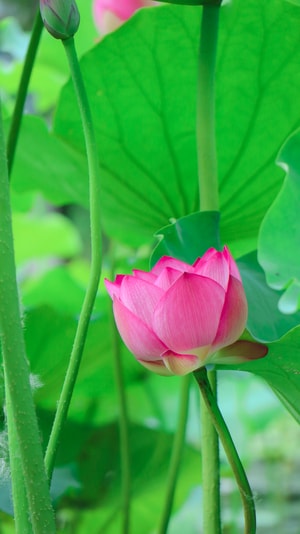壁纸-花-色彩-美图-摄影 图片素材