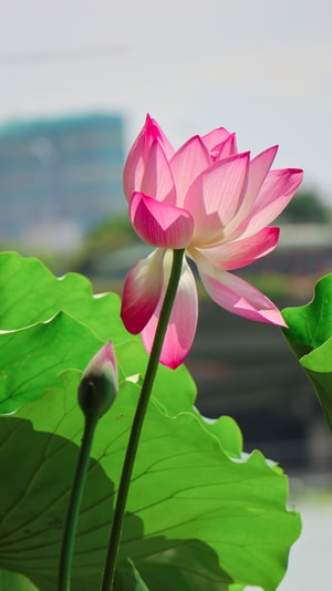 壁纸-花-色彩-美图-摄影 图片素材