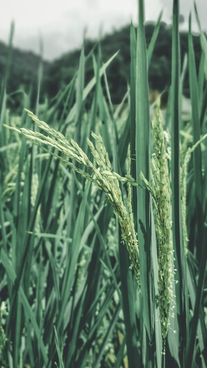 手机摄影-本来就是自然-水稻-水稻-植物 图片素材